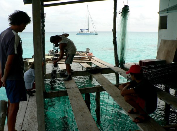 22- Les huitres greffees sont remises a l'eau dans des paniers 